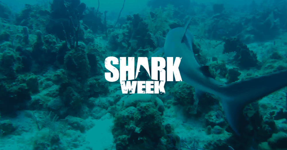 sharkweek-facebook2015